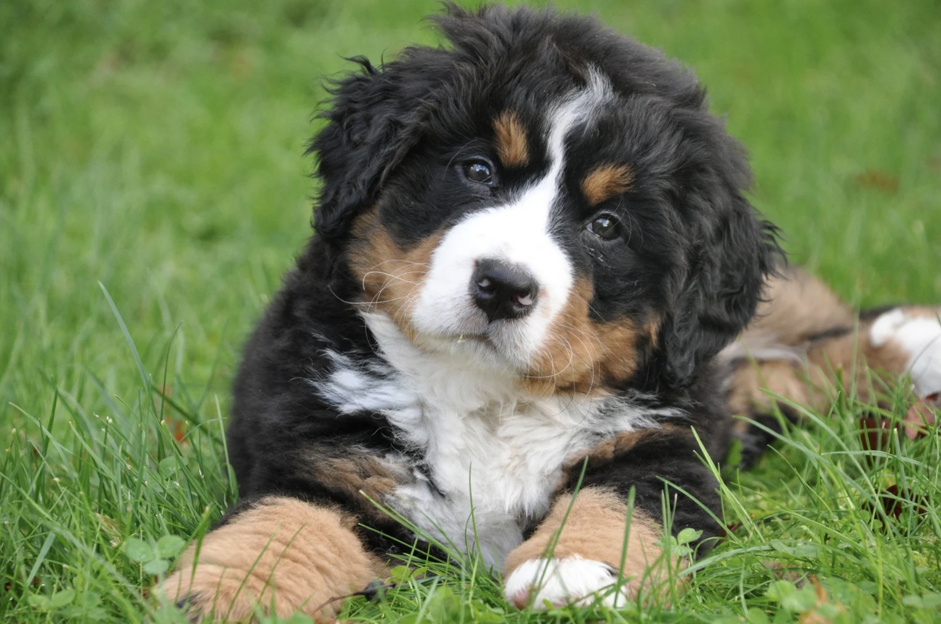 safe for dogs